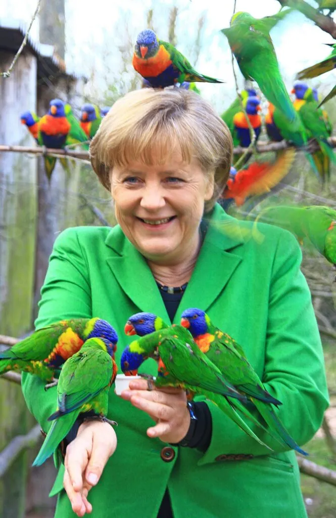 Une volée de loriquets se lie d’amitié avec l’ancienne chancelière allemande Angela Merkel au parc aux oiseaux de Marlow.