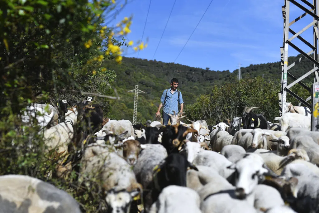 L’Europe mise sur les chèvres pour prévenir les feux de forêt — tandis que certains dirigeants suscitent des doutes
